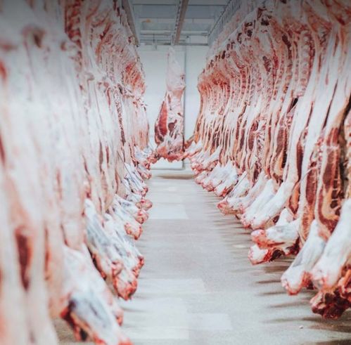 全民养牛 干货 澳洲屠宰加工厂的二三事了解一下