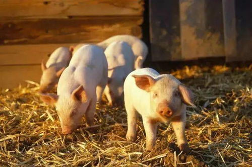 农业农村部 生猪生产将纳入国家安全战略,加大对猪场金融支持